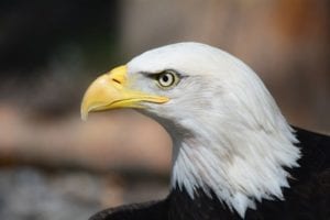 Bald eagle for expungement in Lafayette IN